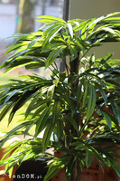 Mangowiec, sztuczna roślina w doniczce