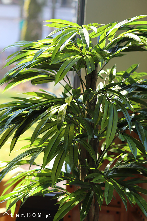 Mangowiec, sztuczna roślina w doniczce