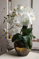 Jedolla, storczyk w złotej doniczce