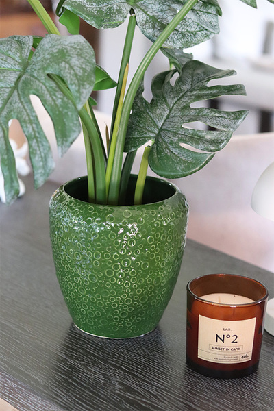 Monstera Belia Green, roślina w ozdobnej donicy