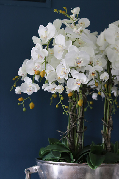 duży storczyk w eleganckim coolerze, VIP, wys.103cm