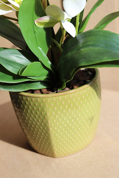 Olive, gumowy storczyk w doniczce