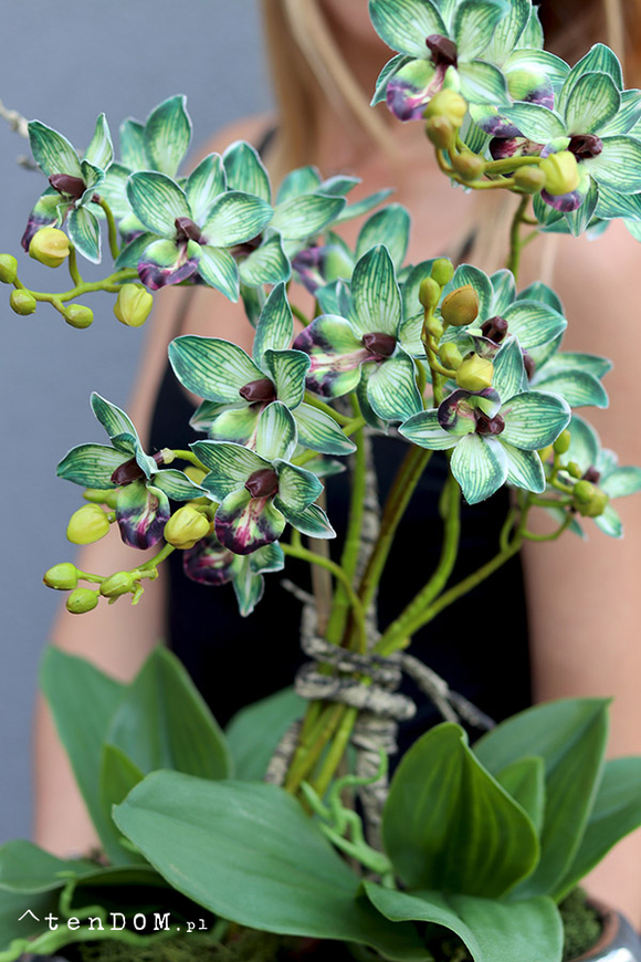 Thai Glamour, zielony storczyk w doniczce