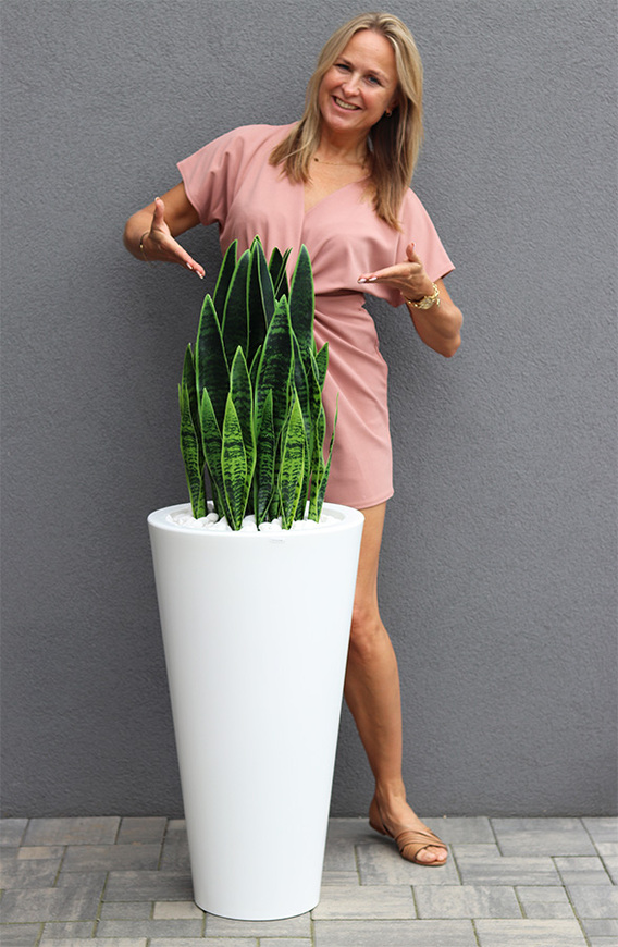 Sansewieria Della Biel, roślina sztuczna w donicy