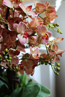 Castellamare Granada Deluxe, gumowy storczyk w pucharze