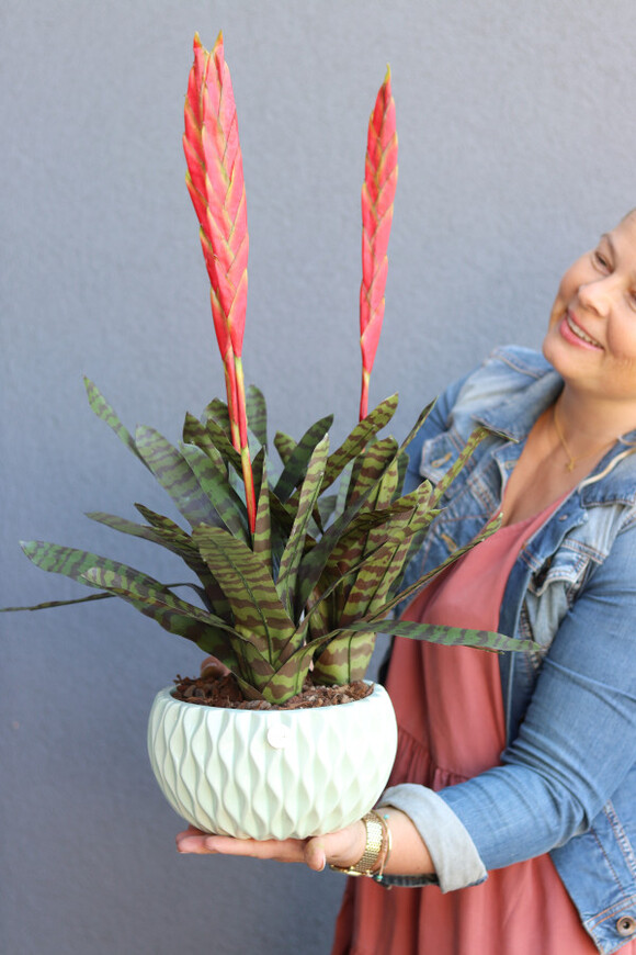 Bromelia Pistacio, sztuczna roślina w doniczce