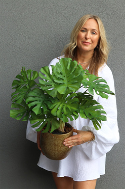 Monstera Gold Hillton, drzewko sztuczne w donicy, wys.67cm 