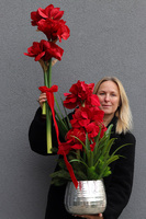 Amarylis Silverro, zimowa kompozycja w osłonce