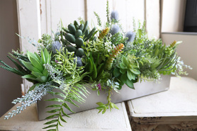 dekoracja zielona Sukulenty w stalowej donicy, Suculenti Steel, wym.30x66cm 