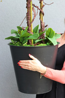 Sylvinia storczyk w twoim wkładzie