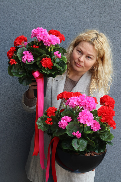 Pelargonie Dorotea, komplet dekoracji nagrobnych