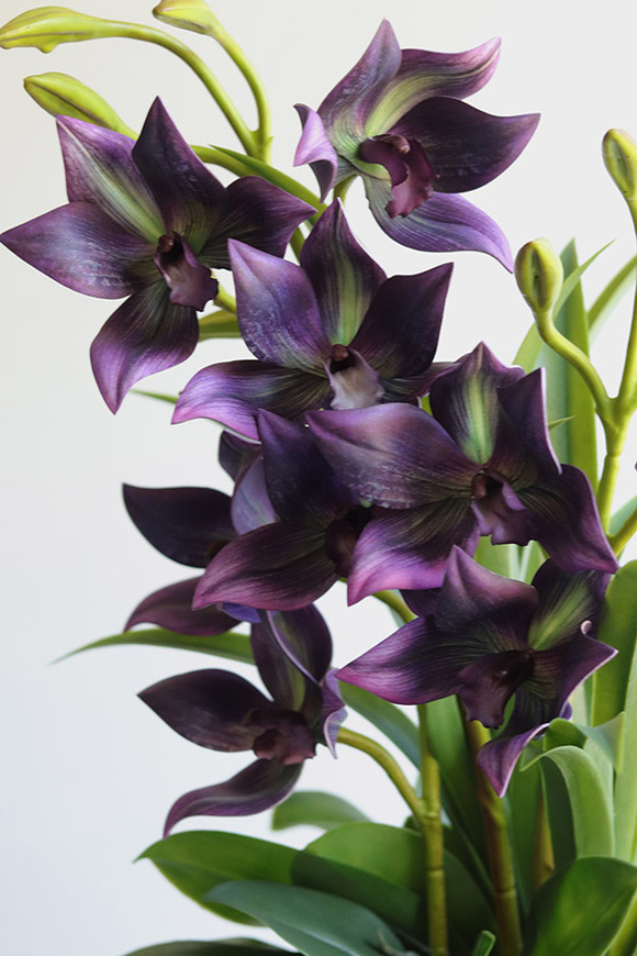 Jenny Harlow, gumowy storczyk w donicy