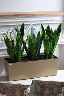 Sansewieria Mediolan, roślina sztuczna w donicy, wys.57cm