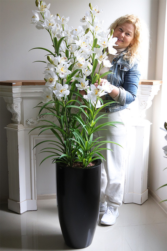 Ambasador Grande Fiberglass, efektowny storczyk w czarnej donicy