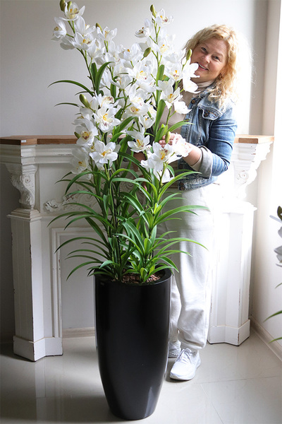 Ambasador Grande Fiberglass, efektowny storczyk w czarnej donicy