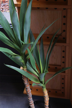 Jukka Modena, sztuczna roślina drzewko, wys.107cm