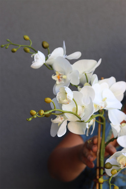 storczyk Explosion, Silver Ball 2, wys.57cm  