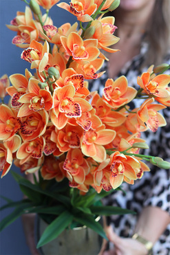 Orange Gold, sztuczny storczyk w doniczce, wys.63cm