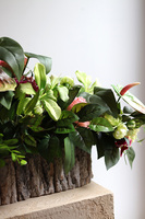 Leddenia, dekoracja nagrobna w skrzynce, wym.80x32x35cm