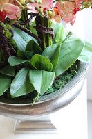 Castellamare Granada Deluxe, gumowy storczyk w pucharze