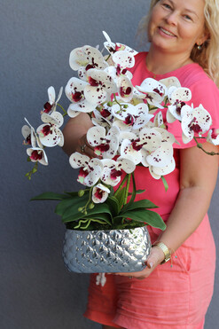 Dalmatyńczyk, gumowy storczyk w donicy glamour, wys.57cm 