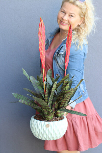 Bromelia Pistacio, sztuczna roślina w doniczce