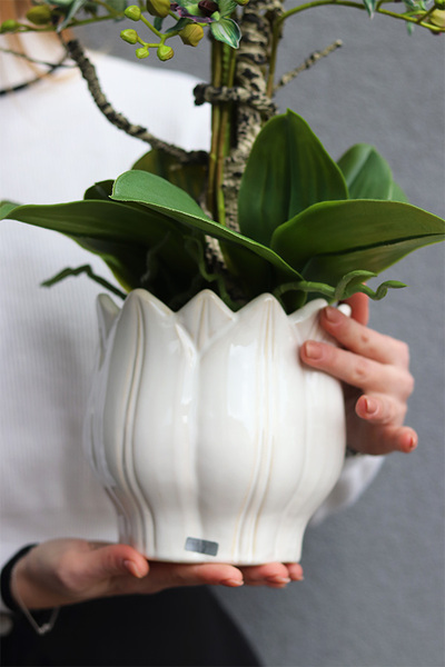 Green Tulippo, zielony storczyk w doniczce