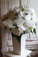 Biała Gwiazda Betlejemska, świąteczny kwiat poinsecji