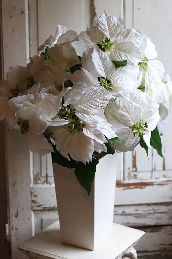 Biała Gwiazda Betlejemska, świąteczny kwiat poinsecji