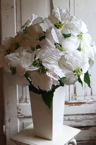 Biała Gwiazda Betlejemska, świąteczny kwiat poinsecji