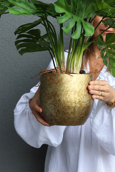 Monstera Gold Hilton, drzewko sztuczne w donicy