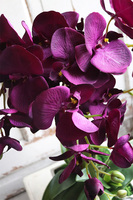 Bakłażanowy, fioletowy storczyk w ceramicznej donicy, wys.66cm 