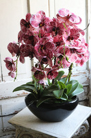 Hefratia Blackino, gumowy storczyk w czarnej donicy, wys.59cm