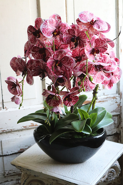 Hefratia Blackino, gumowy storczyk w czarnej donicy, wys.59cm