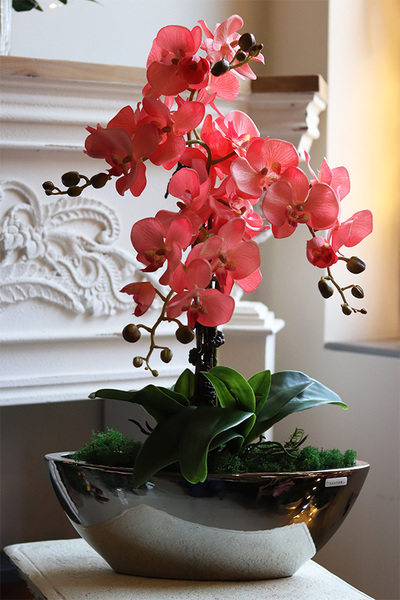 Laos Coralla, różowy storczyk sztuczny