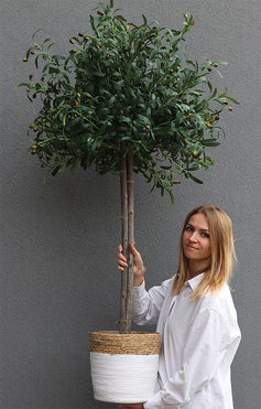 Drzewko Oliwne Basket 2B, sztuczna roślina w koszu, wys.158cm