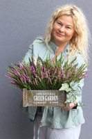 Wrzosowisko Green Garden, wrzosy w skrzynce, różowe