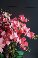 ekskluzywny storczyk w stalowej donicy, Koralovy Mirror Cube