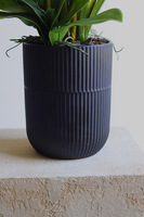 Jenny Harlow, gumowy storczyk w donicy