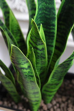 Sansewieria Mediolan, roślina sztuczna w donicy, wys.57cm