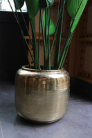 Strelicja Goldigo, sztuczna roślina w doniczce