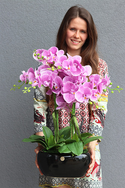 Pink Gerrata, gumowy storczyk w czarnej donicy, wys.64cm 