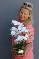 Piano Gold Mini, gumowy w złotej donicy