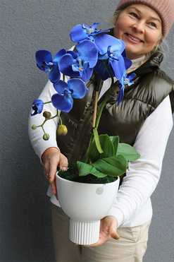 Chabrowy 2, niebieski storczyk w pucharze, wys. 