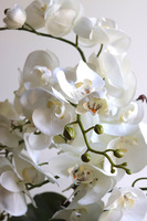 Leori, sztuczny storczyk w pucharze