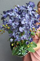 granatowy storczyk na srebrnej paterze, Blue Laonella