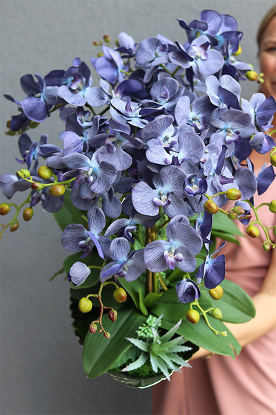 granatowy storczyk na srebrnej paterze, Blue Laonella