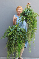 Green Moni, zielona kompozycja wisząca, mniejsza