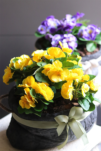 Anielska Wieś Volcan, żółte bratki w naczyniu