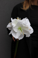 Amarylis White, biały kwiat amarylisa